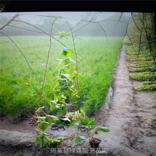【裕盛苗圃直销-棚架绿化-紫藤-凌霄小苗-爬山虎小苗批发】批发