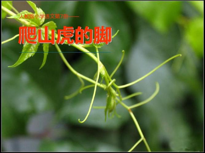 人教版语文四年级上册《6爬山虎的脚》课件