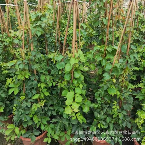 爬山虎盆栽室内阳台爬藤植物四季室外爬墙攀爬藤蔓绿植爬墙虎树苗