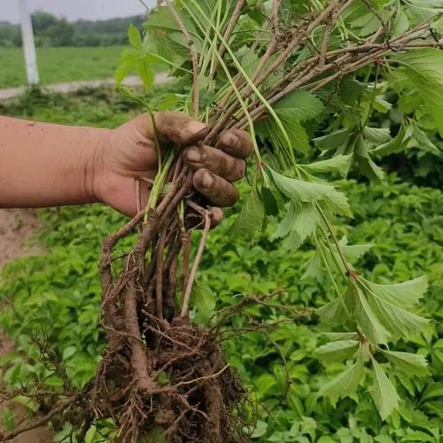 五叶爬山虎 厂区围墙爬墙植物 爬墙虎植物图片 根系发达存活率高