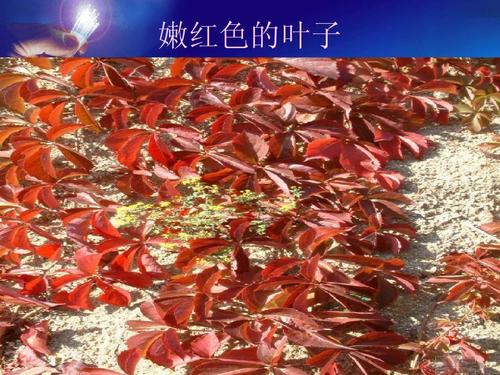 ppt爬山虎的脚课件